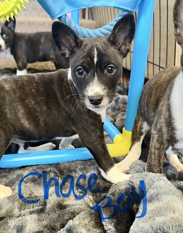 Chase, Full AKC – Basenji puppy for sale in Birdseye, UT