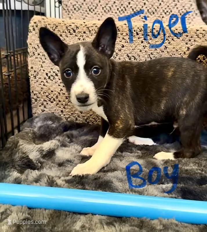 Tiger, Full AKC – Basenji puppy for sale in Birdseye, UT