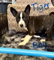 Tiger, Full AKC, a male Basenji for sale in Birdseye, UT – 1 of 1