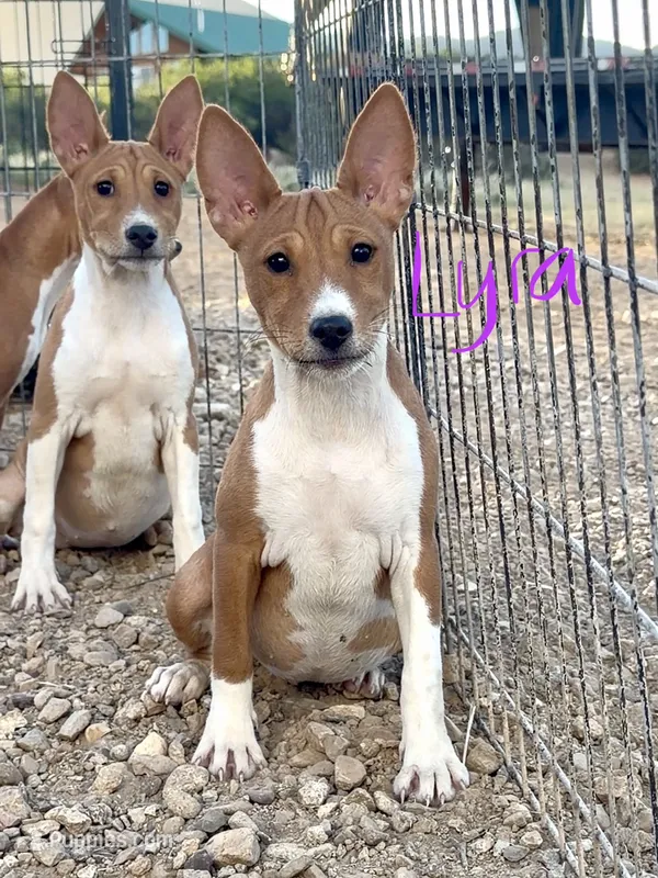 Lyra, AKC Red & White – Basenji puppy for sale in Birdseye, UT