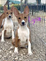 Lyra, AKC Red & White, a female Basenji for sale in Birdseye, UT – 1 of 1