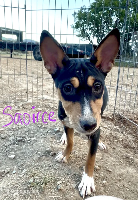 Saoirse, Full AKC Tri – Basenji puppy for sale in Birdseye, UT