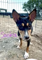 Saoirse, Full AKC Tri, a female Basenji for sale in Birdseye, UT – 1 of 1