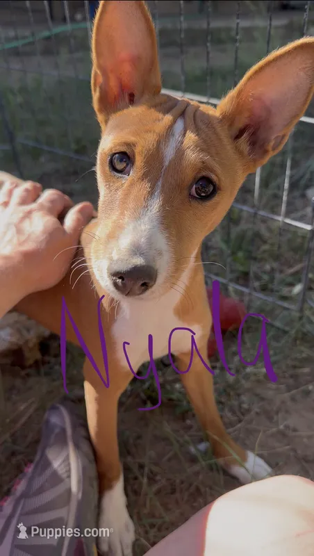 Nyala, Full AKC, Health tested – Basenji puppy for sale in Birdseye, UT