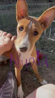Nyala, Full AKC, Health tested, a female Basenji for sale in Birdseye, UT – 1 of 1