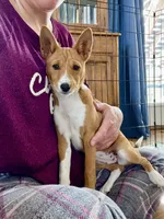 Full AKC Red Female, a female Basenji for sale in Birdseye, UT – Photo 2 of 3