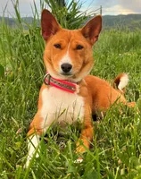 Full AKC Red Female, a female Basenji for sale in Birdseye, UT – Photo 3 of 3