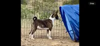 Stripes, Full AKC, a male Basenji for sale in Birdseye, UT – 3 of 4