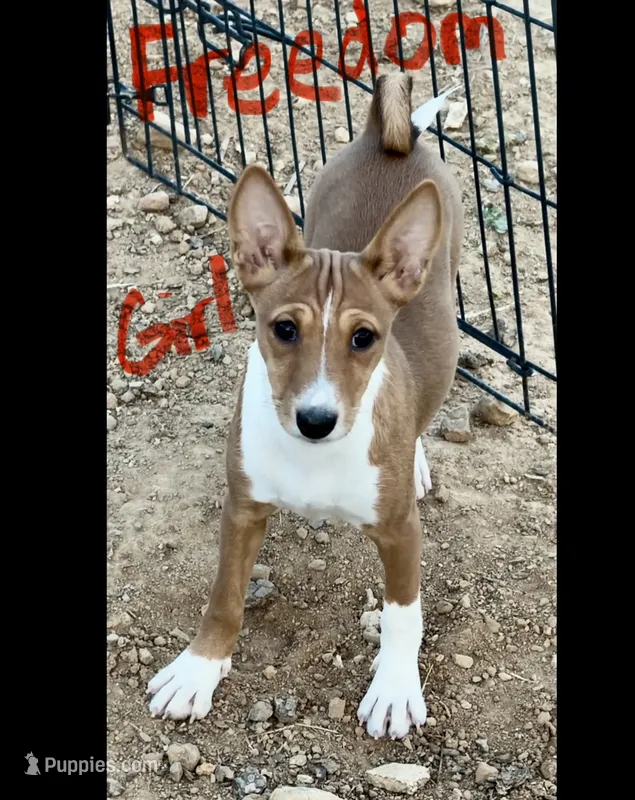 Freedom, Full AKC – Basenji puppy for sale in Birdseye, UT
