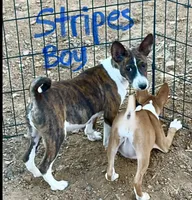 Stripes, Full AKC, a male Basenji for sale in Birdseye, UT – 2 of 4