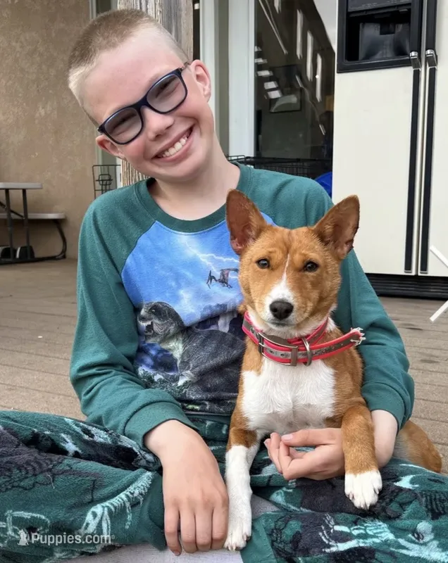 Bonsai, Pregnant AKC – Basenji puppy for sale in Birdseye, UT