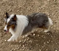 Blue Merle Stud Full AKC, a male Shetland Sheepdog for sale in Birdseye, UT – 9 of 10