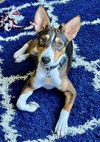 Baldr, Mahogany Stud AKC, a male Basenji for sale in Birdseye, UT – 4 of 6