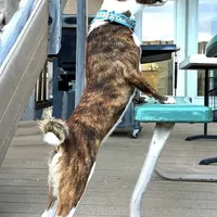 Pregnant AKC Brindle Female, a female Basenji for sale in Birdseye, UT – Photo 5 of 7