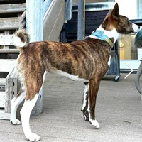 Pregnant AKC Brindle Female, a female Basenji for sale in Birdseye, UT – Photo 3 of 7