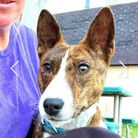 Pregnant AKC Brindle Female, a female Basenji for sale in Birdseye, UT – Photo 6 of 7