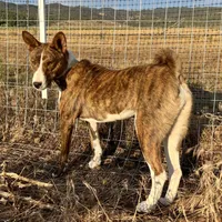 Pregnant AKC Brindle Female, a female Basenji for sale in Birdseye, UT – Photo 2 of 7