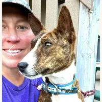 Pregnant AKC Brindle Female, a female Basenji for sale in Birdseye, UT – Photo 4 of 7