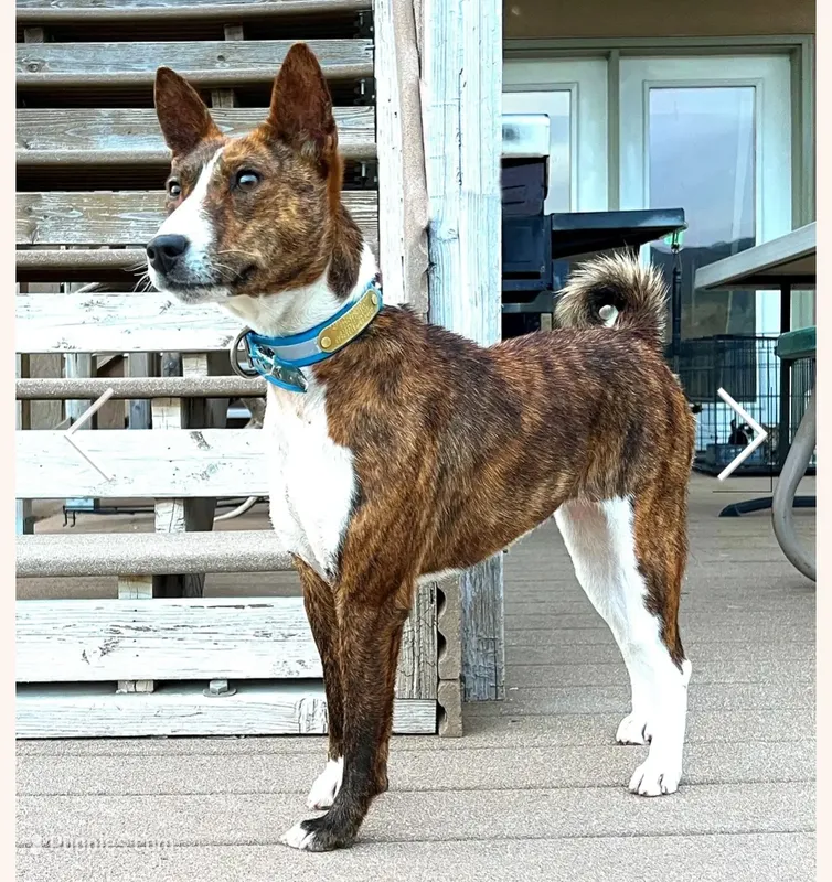 Pregnant AKC Brindle Female