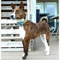 Pregnant AKC Brindle Female, a female Basenji for sale in Birdseye, UT – Photo 1 of 7