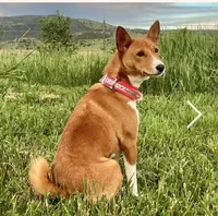 Bonsai, Pregnant AKC, a female Basenji for sale in Birdseye, UT – 2 of 7