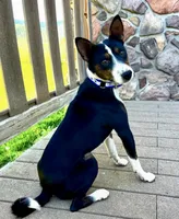 Trindle Stud Full AKC, a male Basenji for sale in Birdseye, UT – 4 of 6