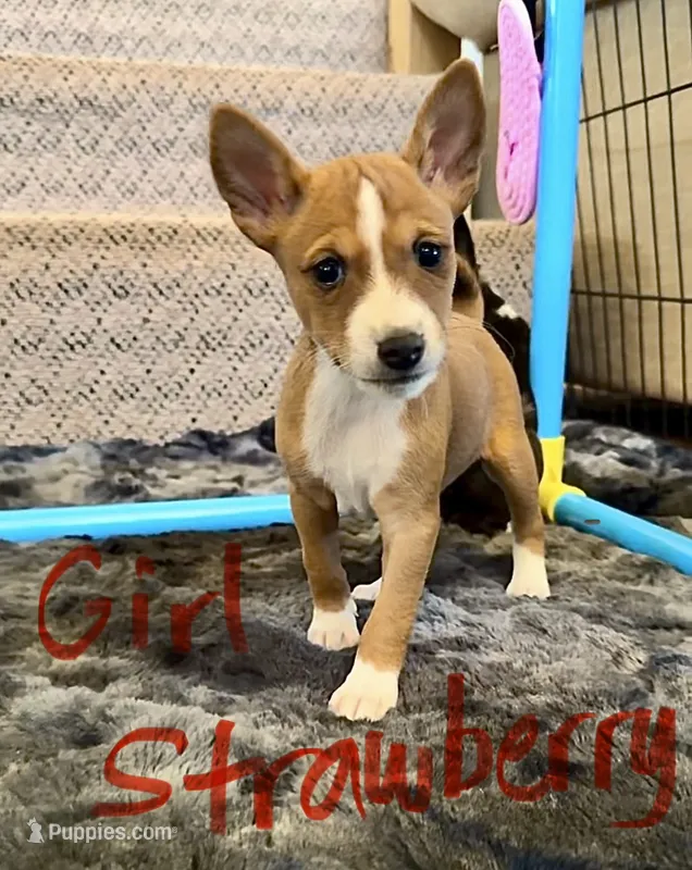 Strawberry, Full AKC – Basenji puppy for sale in Birdseye, UT
