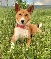Bonsai, Pregnant AKC, a female Basenji for sale in Birdseye, UT – 3 of 7