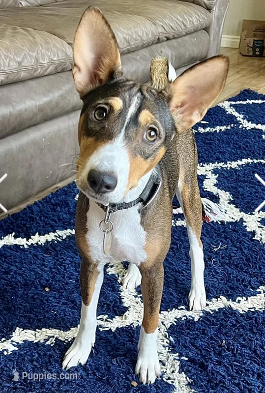 Baldr, Mahogany Stud AKC – Basenji puppy for sale in Birdseye, UT