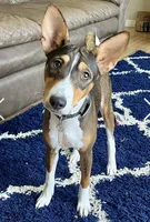 Baldr, Mahogany Stud AKC, a male Basenji for sale in Birdseye, UT – 1 of 6