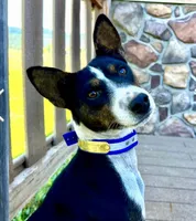 Trindle Stud Full AKC, a male Basenji for sale in Birdseye, UT – 6 of 6