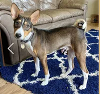 Baldr, Mahogany Stud AKC, a male Basenji for sale in Birdseye, UT – 2 of 6