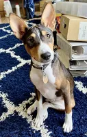 Baldr, Mahogany Stud AKC, a male Basenji for sale in Birdseye, UT – 5 of 6