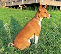 Breeze, AKC Possibly Pregnant, a female Basenji for sale in Birdseye, UT – 3 of 8