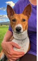 Breeze, AKC Possibly Pregnant, a female Basenji for sale in Birdseye, UT – 4 of 8