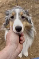 Blue Merle Stud Full AKC, a male Shetland Sheepdog for sale in Birdseye, UT – 2 of 10