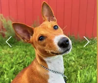Breeze, AKC Possibly Pregnant, a female Basenji for sale in Birdseye, UT – 2 of 8