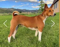 Breeze, AKC Possibly Pregnant, a female Basenji for sale in Birdseye, UT – 5 of 8