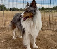 Blue Merle Stud Full AKC, a male Shetland Sheepdog for sale in Birdseye, UT – 6 of 10