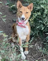 Bonsai, Pregnant AKC, a female Basenji for sale in Birdseye, UT – 7 of 7