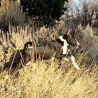 Full AKC CHRISTMAS pup!, a male Basenji for sale in Birdseye, UT – Photo 6 of 7