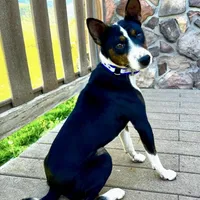 Full AKC CHRISTMAS pup!, a male Basenji for sale in Birdseye, UT – Photo 5 of 7