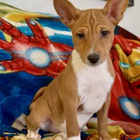 Full AKC CHRISTMAS pup!, a male Basenji for sale in Birdseye, UT – Photo 3 of 7