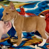 Full AKC CHRISTMAS pup!, a male Basenji for sale in Birdseye, UT – Photo 2 of 7