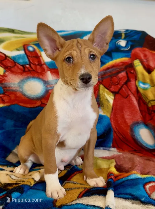 Full AKC CHRISTMAS pup!