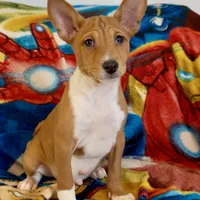 Full AKC CHRISTMAS pup!, a male Basenji for sale in Birdseye, UT – Photo 1 of 7