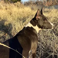 Full AKC CHRISTMAS pup!, a male Basenji for sale in Birdseye, UT – Photo 7 of 7