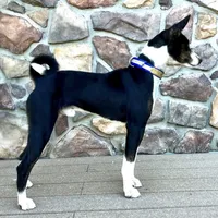 Full AKC CHRISTMAS pup!, a male Basenji for sale in Birdseye, UT – Photo 4 of 7