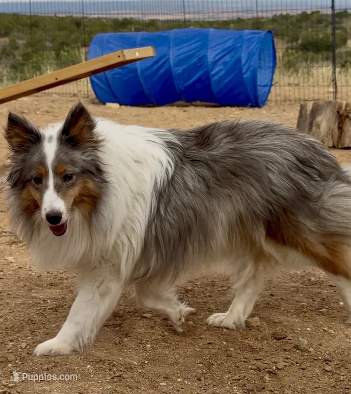 Blue Merle Stud Full AKC – Shetland Sheepdog puppy for sale in Birdseye, UT