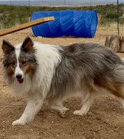 Blue Merle Stud Full AKC, a male Shetland Sheepdog for sale in Birdseye, UT – 1 of 10